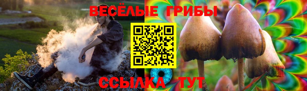 Галлюциногенные грибы Psilocybine cubensis Владимир